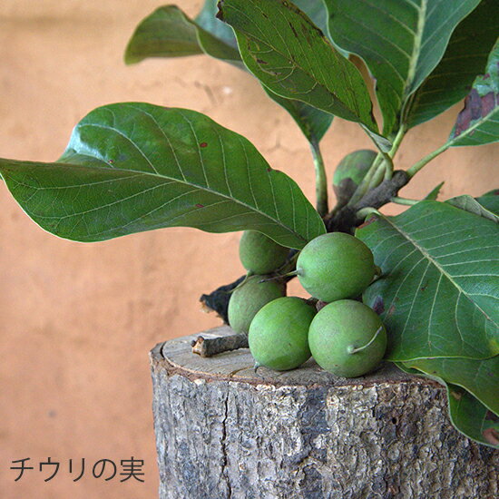 ナイアード チウリモイスチャークリーム 40ml 3個セット 2