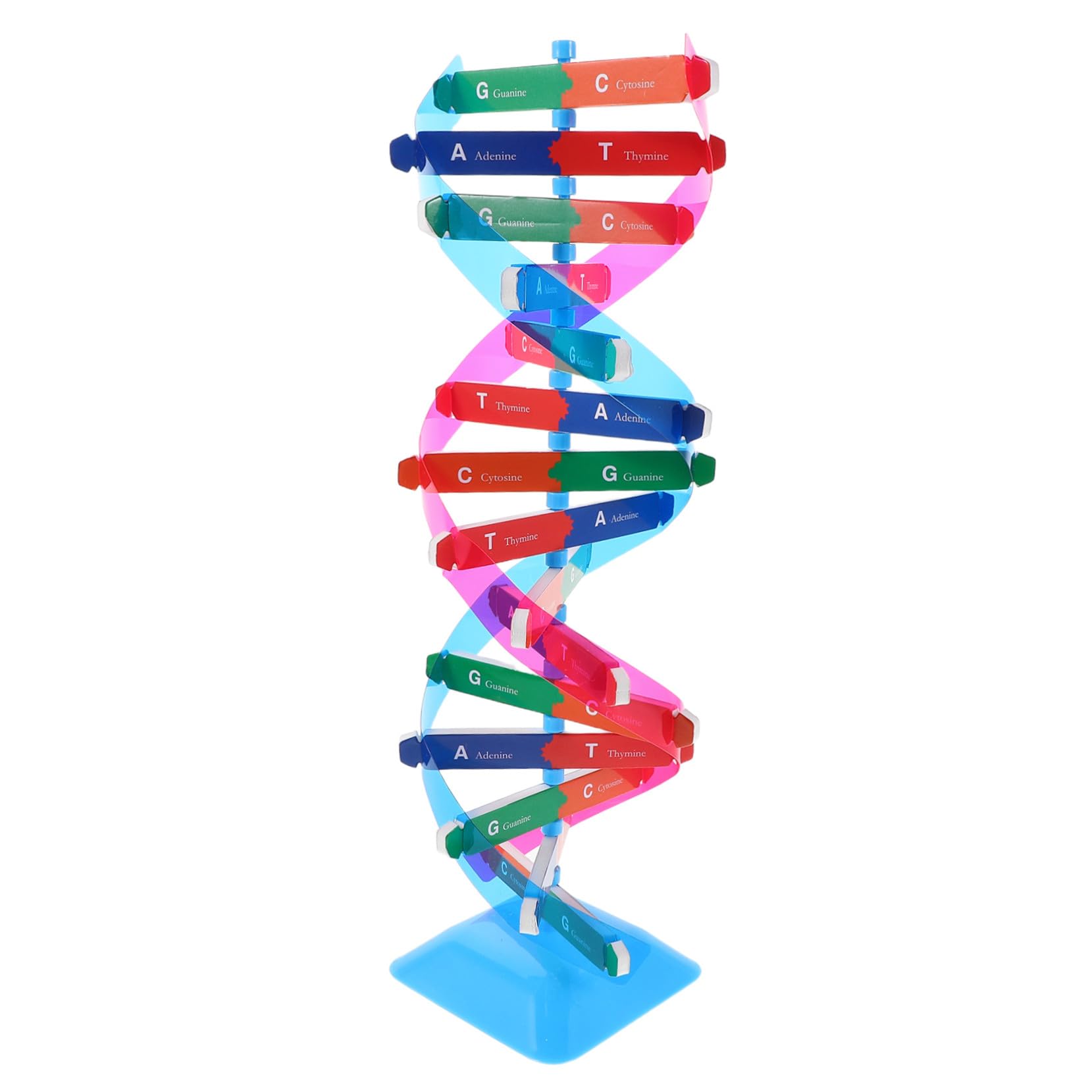 高精二重らせん構造モデル 教育用科学遺伝子学習ツール 生物学授