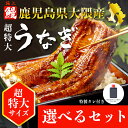 【A倉庫】超特大サイズ!《鹿児島 大隅産》選べる 極上うなぎ蒲焼きセット 《 2尾 or 4尾 + タレ付き 》1尾あたり約230g~250g!送料無料 ウナギ 蒲焼 蒲焼き うな重 国産ウナギ セッ
