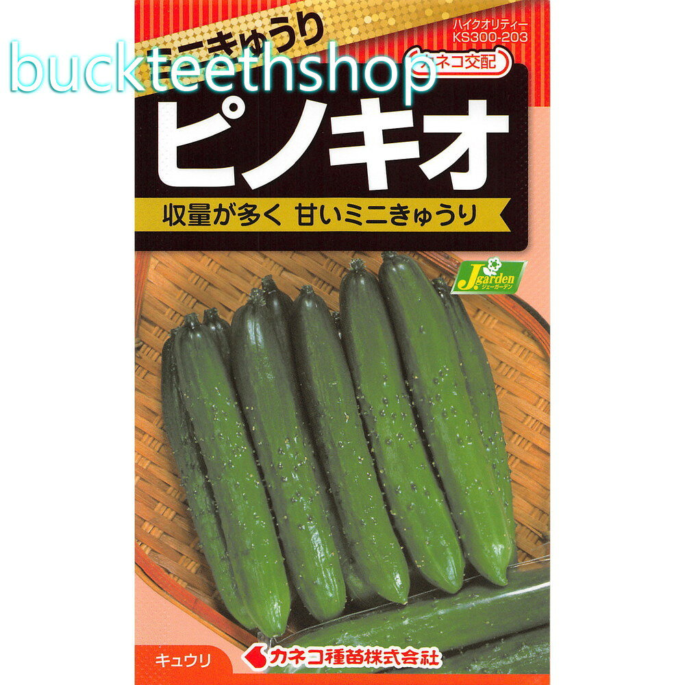 カネコ種苗 タネ ミニきゅうり ピノキオ