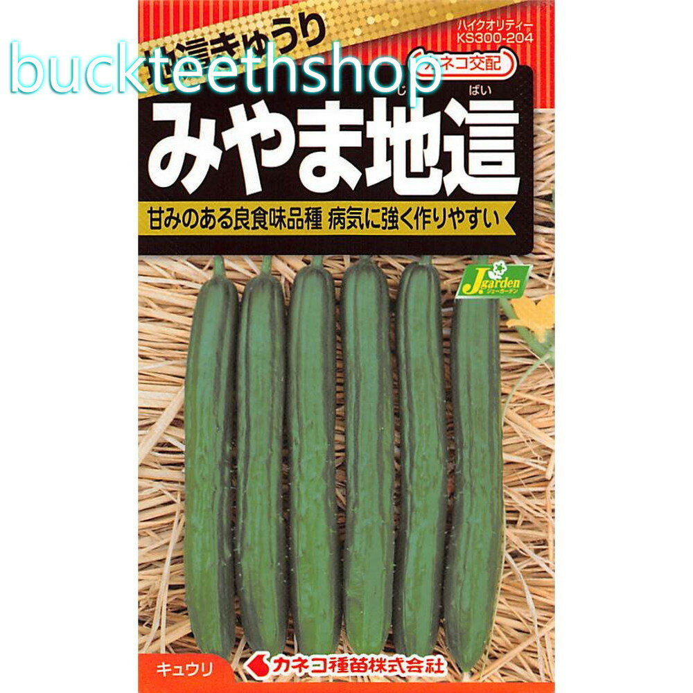 カネコ種苗　タネ　地這きゅうり　みやま地這のサムネイル