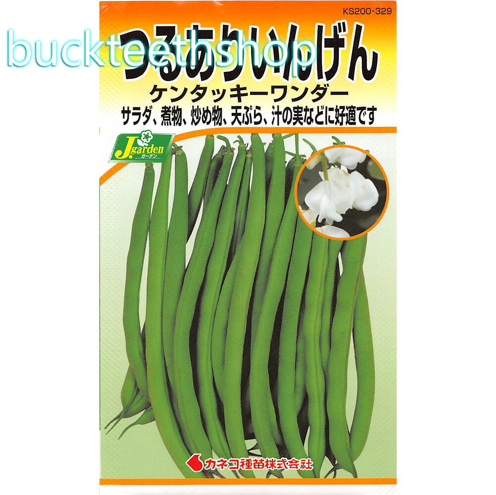 カネコ種苗　タネ　つるありいんげん　ケンタッキーワンダー