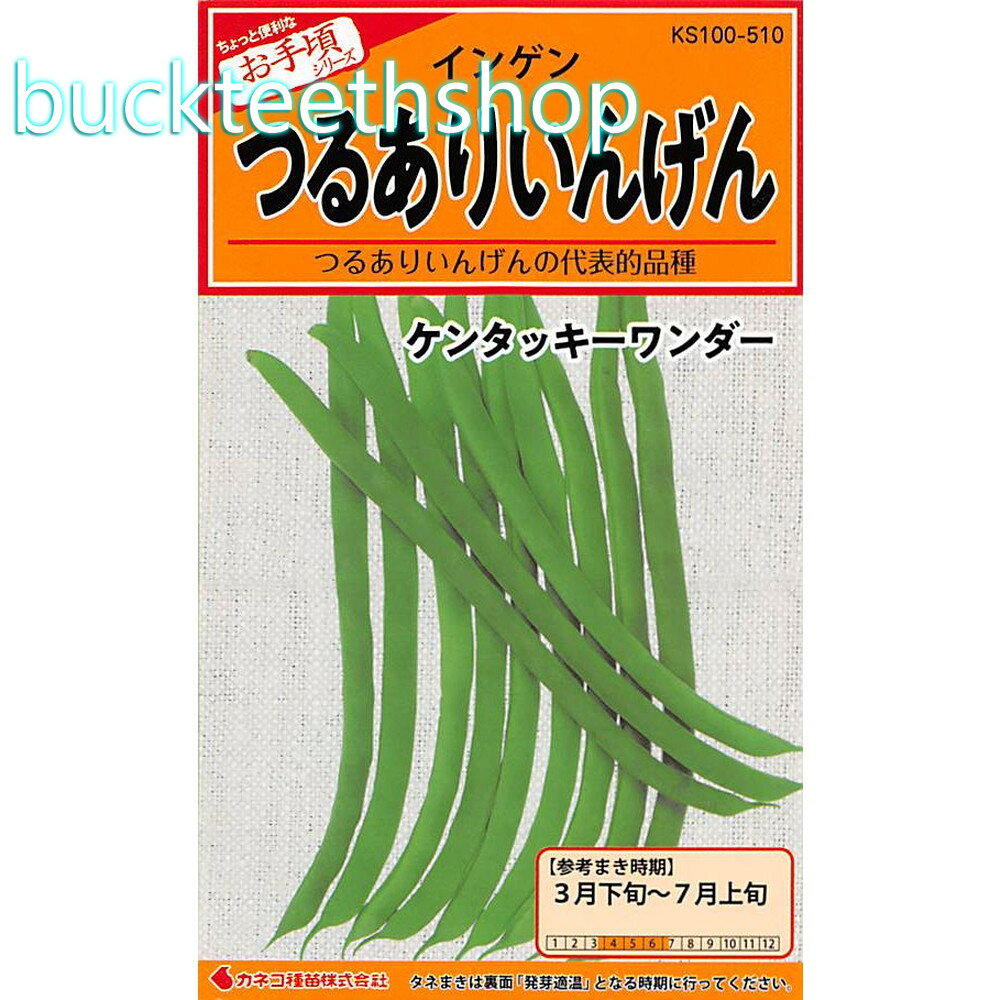 カネコ種苗　タネ　つるありいんげん　ケンタッキーワンダー