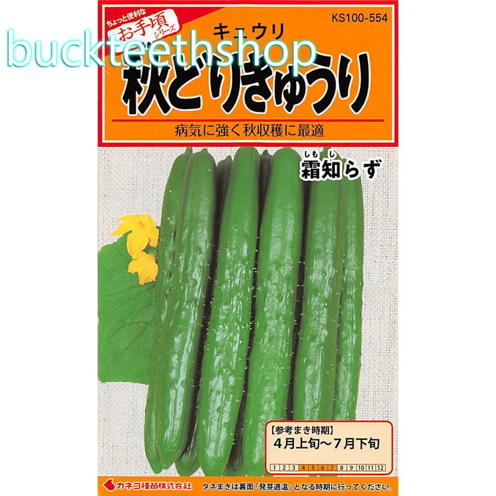 楽天市場】秋 きゅうり 苗の通販 楽天市場】秋 きゅうり 苗の通販