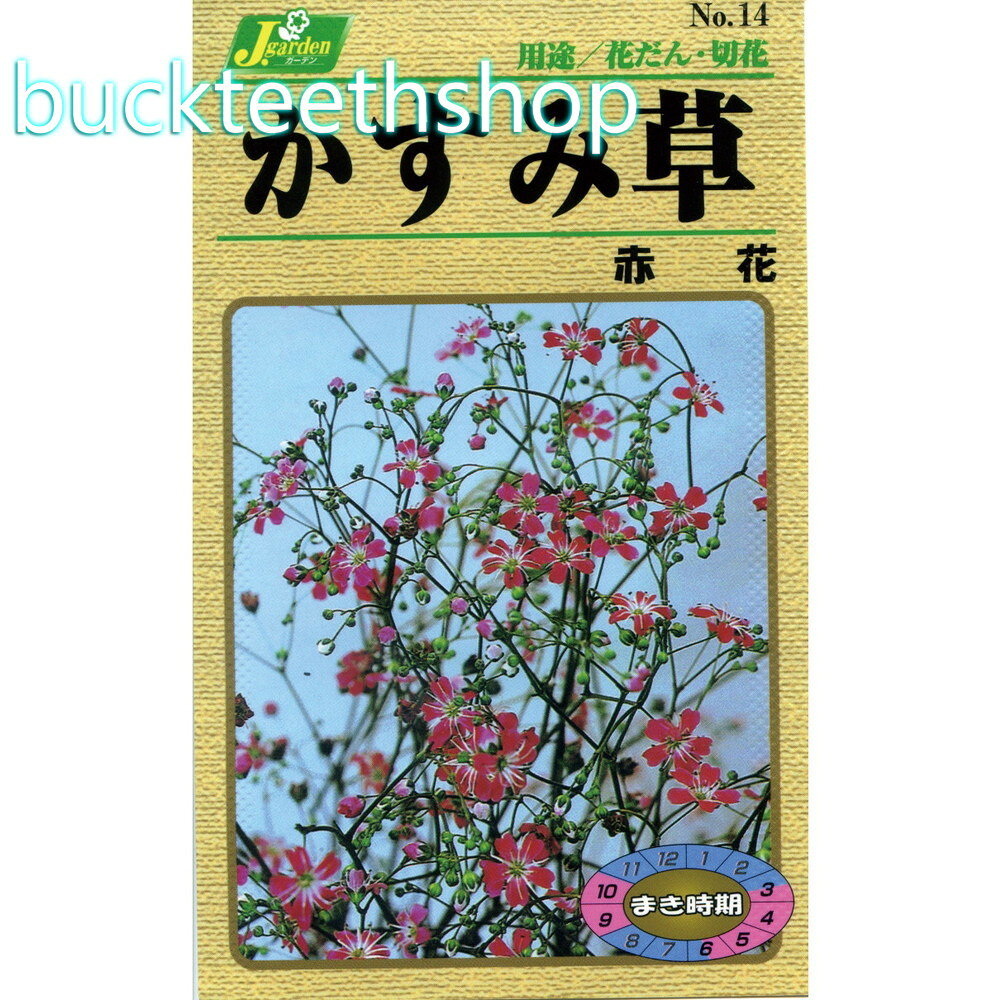 カネコ種苗　タネ　かすみ草　赤花