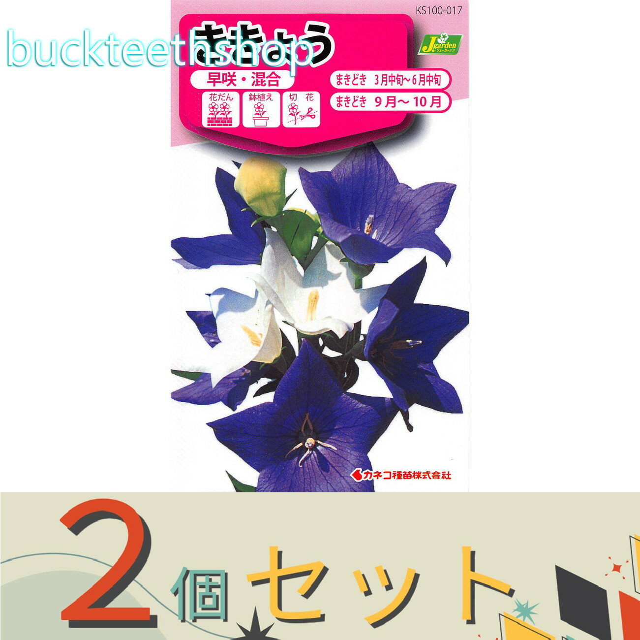 ※2個セット※カネコ種苗　タネ　ききょう　早咲・混合
