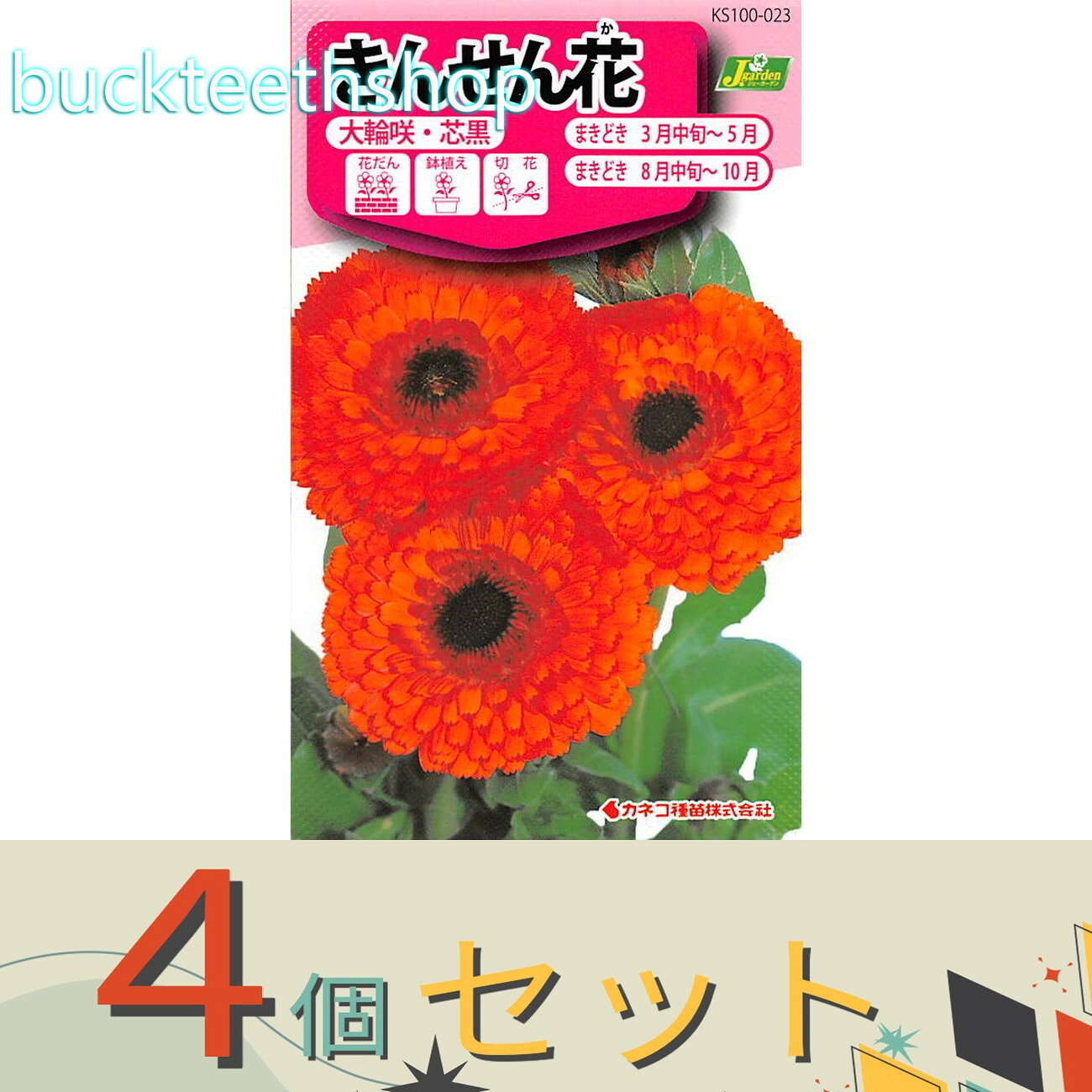 ※4個セット※カネコ種苗　タネ　きんせん花　大輪咲・芯黒