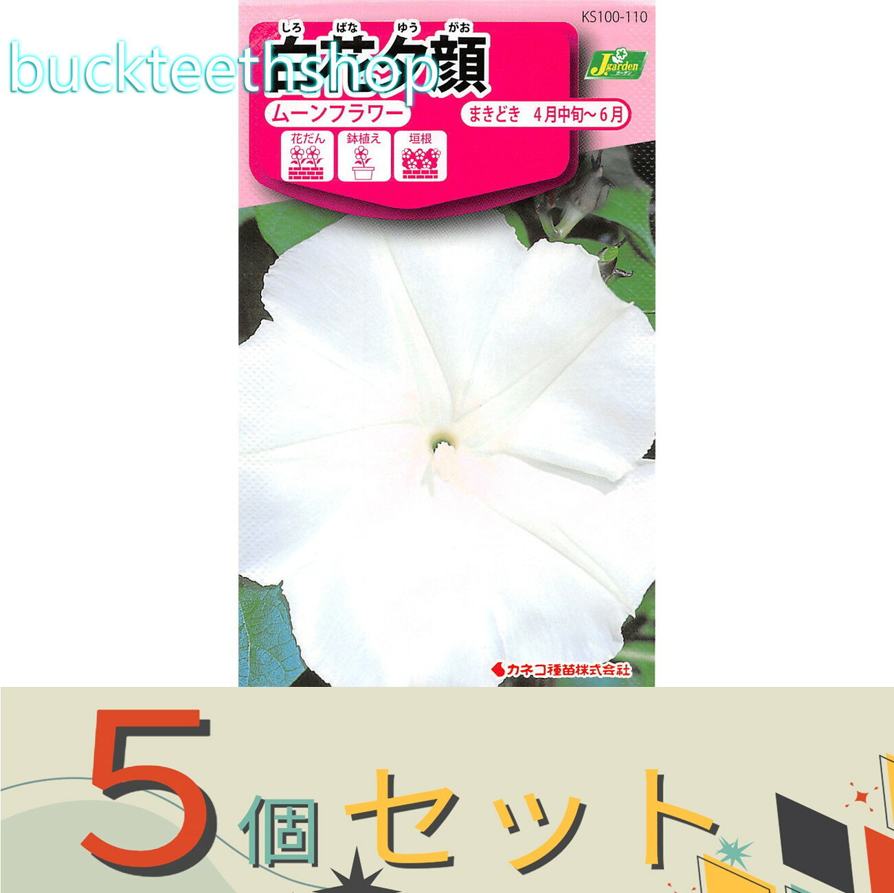 ※5個セット※カネコ種苗　タネ　白花夕顔　ムーンフラワー