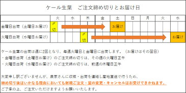 [特別栽培] ケール生葉(洗浄済み) 3kg　直送商品/同梱不可