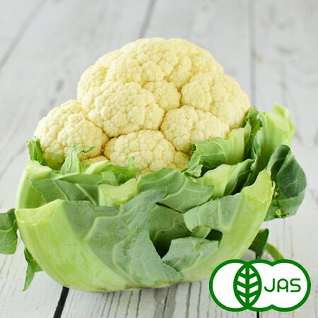 [有機栽培] カリフラワー (1株)　　有機 オーガニック 国産 九州産 西日本...