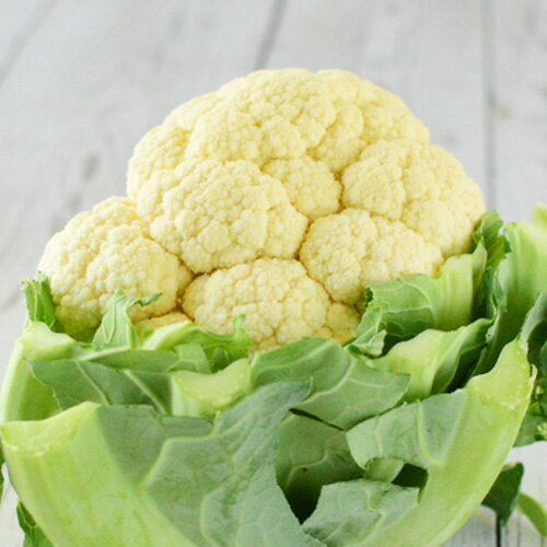 [ͭ������] ����ե� (1��)����ͭ�� �������˥å� �� �彣�� ������