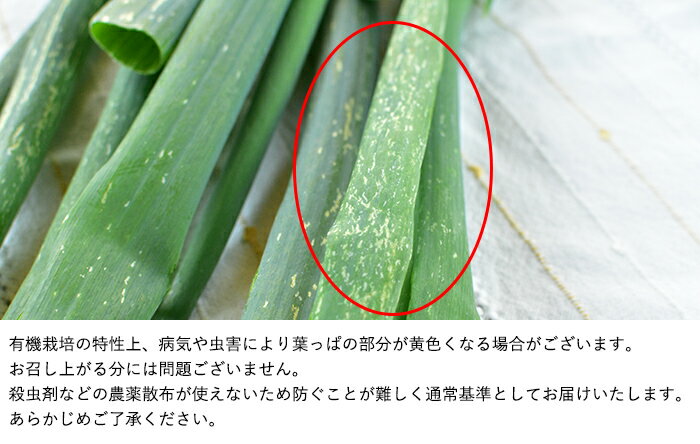 [ͭ������] ���ͤ� (300g)����ͭ�� �������˥å� ʼ�� �� ������ Ǭ �ͥ� ��Ǭ�ʤ٤����