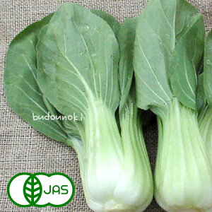 [有機栽培] 茨城県産チンゲン菜 (150g)　　オーガニック 有機 青梗菜 国産 生 葉