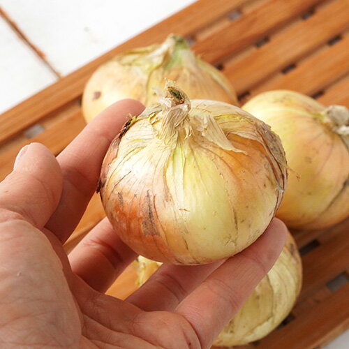 [ͭ������] øϩ�ο��̤ͤ� (400g)��ͭ�� �������˥å� ���ޤͤ� ��Ǭ ���ޥͥ� ��ʪ ���� A�� �� �����