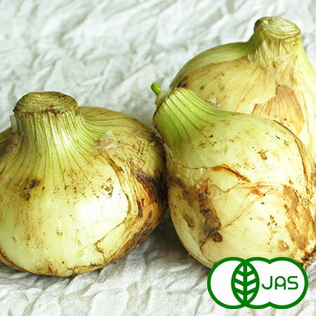 [有機栽培] 新玉ねぎ (10kg)　有機 オーガニック たまねぎ 玉葱 タマネギ 新物 秀品 A品 国産 サラダ