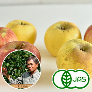 [有機栽培] 北上農園のりんご(2〜3玉)　　オーガニック 有機 リンゴ 林檎 アップル 国産 青森県産 スムージー/ジュース におすすめ