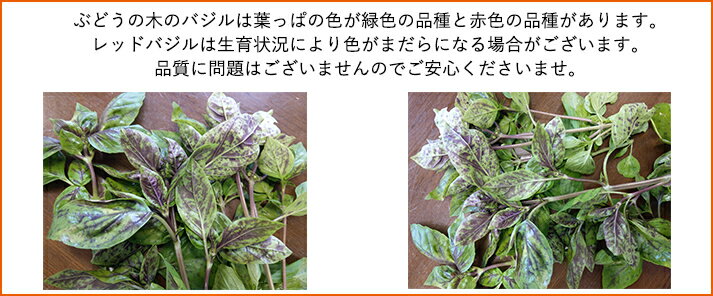 [有機栽培] バジル (50g)　　有機 オーガニック ばじる ハーブ バジリコ メボウキ ...