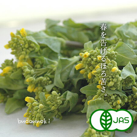 [有機栽培] 菜花(120g) 有機 オーガニック 国産 大分県産 なばな ナバナ 九州産 西日本