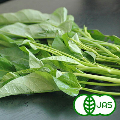 [有機栽培] エンサイ-空心菜- (120g)　　有機 オーガニック 国産 西日本産 えんさい くうしんさい クウシンサイ