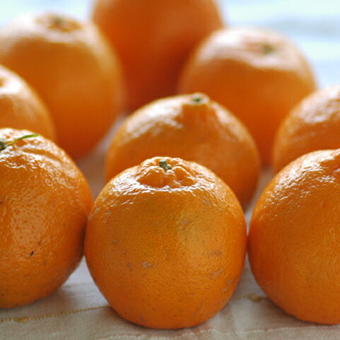 [ͭ������] �ݥ󥫥� (400g)����ͭ�� �������˥å� �� �彣�� ���� �ե롼��