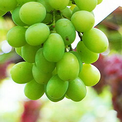 ▲予約受付中▲[有機栽培] 黄玉（1kg）【9月中旬から出荷予定】　　有機 オーガニック 葡萄 ぶどう ブドウ 有機ぶどう 産地直送 産直のサムネイル