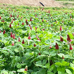 [有機栽培] 熊本県産　西山さんの架け干し玄米【にこまる】 (2kg)