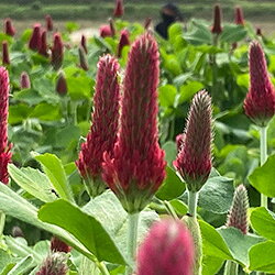 [有機栽培] 熊本県産　架け干し玄米 【にこまる】 (2kg)×2袋