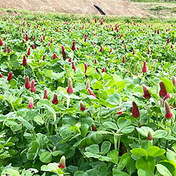 [有機栽培] 熊本県産　架け干し玄米 【にこまる】 (2kg)×2袋