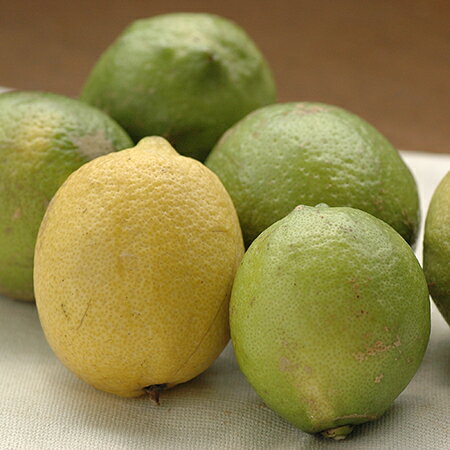 特別栽培 レモン(1kg)　　減農薬 檸檬 れもん 国産 愛