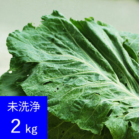 [特別栽培] ケール生葉(未洗浄) 2kg 【直...の商品画像