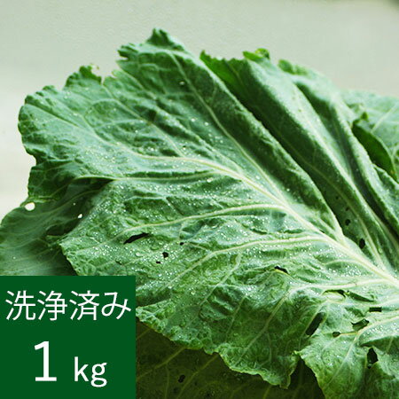 長野県阿智村産 菊芋 粉末 1200g（計量スプーン付） 【送料無料(沖縄を除く)】 国内加工殺菌品 国産菊芋パウダー イヌリン含有 NICHIGA(ニチガ) TK0