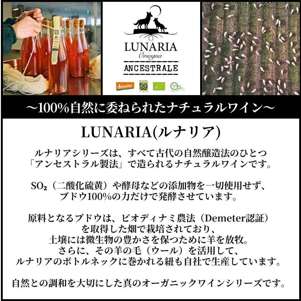 カンティーナ オルソーニャ ルナリア マルヴァジア ビアンカ オレンジ アンセストラル ビオディナミック ナチュレ ワイン(SO2無添加) オレンジワイン イタリア アブルッツォ州 2024 750 Lunaria Malvasia Bianca Orange Ancestral Biodynamic Still Nature budouya-10004761 世界のワイン葡萄屋 サンプル画像2