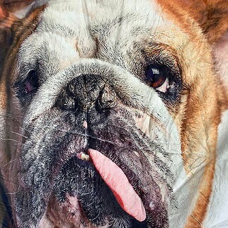 楽天ブヒーズブルドッグ【スタッフ激押し】ブルドッグ柄　ブランケット　アウトドア　キャンプ　寝具　インテリア　お昼寝　お家時間　冬　あったか巣籠グッズ　約150×130cm　寒さ対策