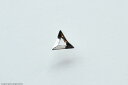 Shapes earring, Triangle【unik】