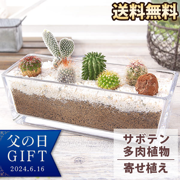 ブンブンビー(BunBun!Bee) 花の鉢植え 父の日 プレゼント ギフト サボテン寄せ植え「カクタスガーデン」 送料無料 観葉植物 多肉植物 インテリアグリーン メッセージカード付き イベントギフト 2024