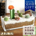父の日 プレゼント ギフト サボテン寄せ植え「カクタスガーデン」 送料無料 観葉植物 多肉植物 インテリアグリーン メッセージカード付き BunBunBee イ...