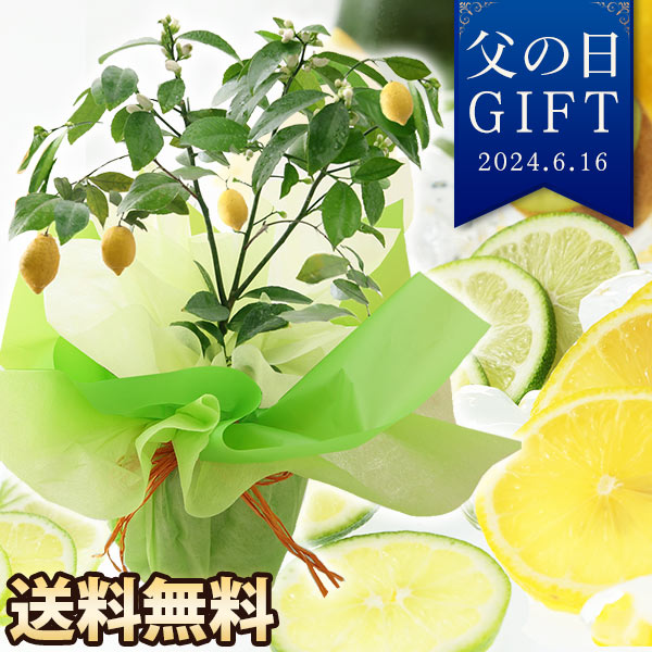 【クーポン配布中！】父の日 ギフト 送料無料 プレゼント 花 鉢植え 果樹鉢 植物 レモン 果実 楽天総合1位 イベントギフトA 2024