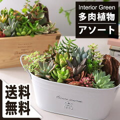 https://thumbnail.image.rakuten.co.jp/@0_mall/bunbunbee/cabinet/green/400/cl-usl-004r_1021.jpg