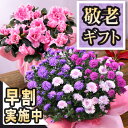 早割実施中! 敬老の日 プレゼント ギフト 敬老の日プレゼント 敬老の日ギフト 敬老 敬老会 送料無料 鉢 鉢植え 孔雀草 アスター 3色植え 敬老 花 フラワ...
