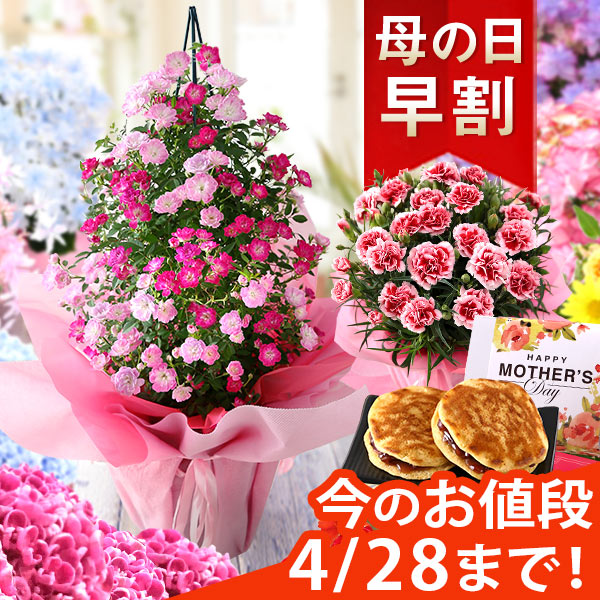 【早割最終日！28日まで】【10年連続総合1位】母の日 プレゼント 花 ギフト 鉢植え アジサイ アレンジ アレンジメント スタンディングブーケ 花束 カーネーション 楽天総合1位 送料無料 メッセージカード付き ははの日 イベントギフトA 2024 BunBun!Bee