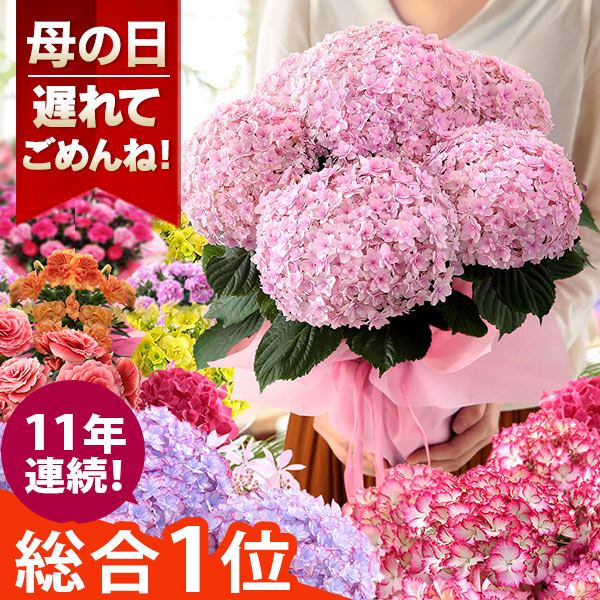 遅れてごめんね！母の日ギフト（ご注文から1週間前後のお届け） 母の日 プレゼント 花 ギフト 鉢植え ...