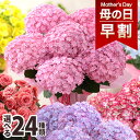 カーネーション 母の日 プレゼント 花 ギフト 花鉢 鉢花 アジサイ アレンジ アレンジメント 花束 ベゴニア バラ ユリ カーネーション 送料無料 ははの日 イベントギフトC 2024 BunBun!Bee