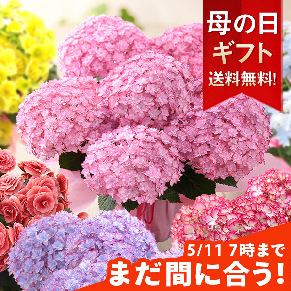 【まだ間に合う！】母の日 プレゼント 花 ギフト 花鉢 鉢花 アジサイ アレンジ アレンジメント 花束 ...