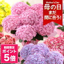 【まだ間に合う!ポイント5倍!5月8日15時まで】母の日 プレゼント 花 ギフト 花鉢 鉢花 アジサイ アレンジ アレンジメント 花束 ベゴニア バラ ユリ カ...