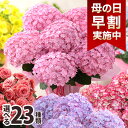 ブンブンビー(BunBun!Bee) 花の鉢植え 早割実施中！ 母の日 プレゼント 花 ギフト 花鉢 鉢花 アジサイ アレンジ アレンジメント 花束 ベゴニア バラ ユリ カーネーション 送料無料 イベントギフトC 2024