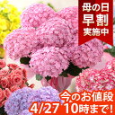 【早割実施中！】母の日 プレゼント 花 ギフト 花鉢 鉢花 