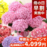 【早割＆100円OFFクーポン】母の日 プレゼント 花 ギフト 花鉢 鉢花 アジサイ アレ...