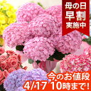 商品写真：【早割＆100円OFFクーポン】母の日 プレゼント 花 ギフト 花鉢 鉢花 アジサイ アレンジ アレンジメント 花束 ベゴニア バラ ユリ カーネーション 送料無料 ははの日 イベントギフトC 2024 BunBun!Bee