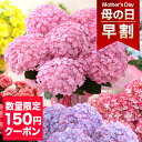 【早割＆100円OFFクーポン】母の日 プレゼント 花 ギフト 花鉢 鉢花 アジサイ アレンジ アレンジメント 花束 ベゴニア バラ ユリ カーネーション 送料無料 ははの日 イベントギフトC 2024 BunBun Bee