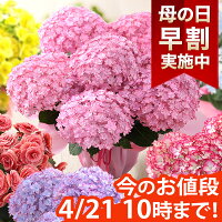 【早割実施中！】母の日 プレゼント 花 ギフト 花鉢 鉢花 アジサイ アレンジ アレンジメント 花束 ベゴニア バラ ユリ カーネーション 送料無料 ははの日 イベントギフトC 2024 BunBun!Bee